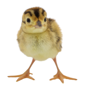 single pheasant chick