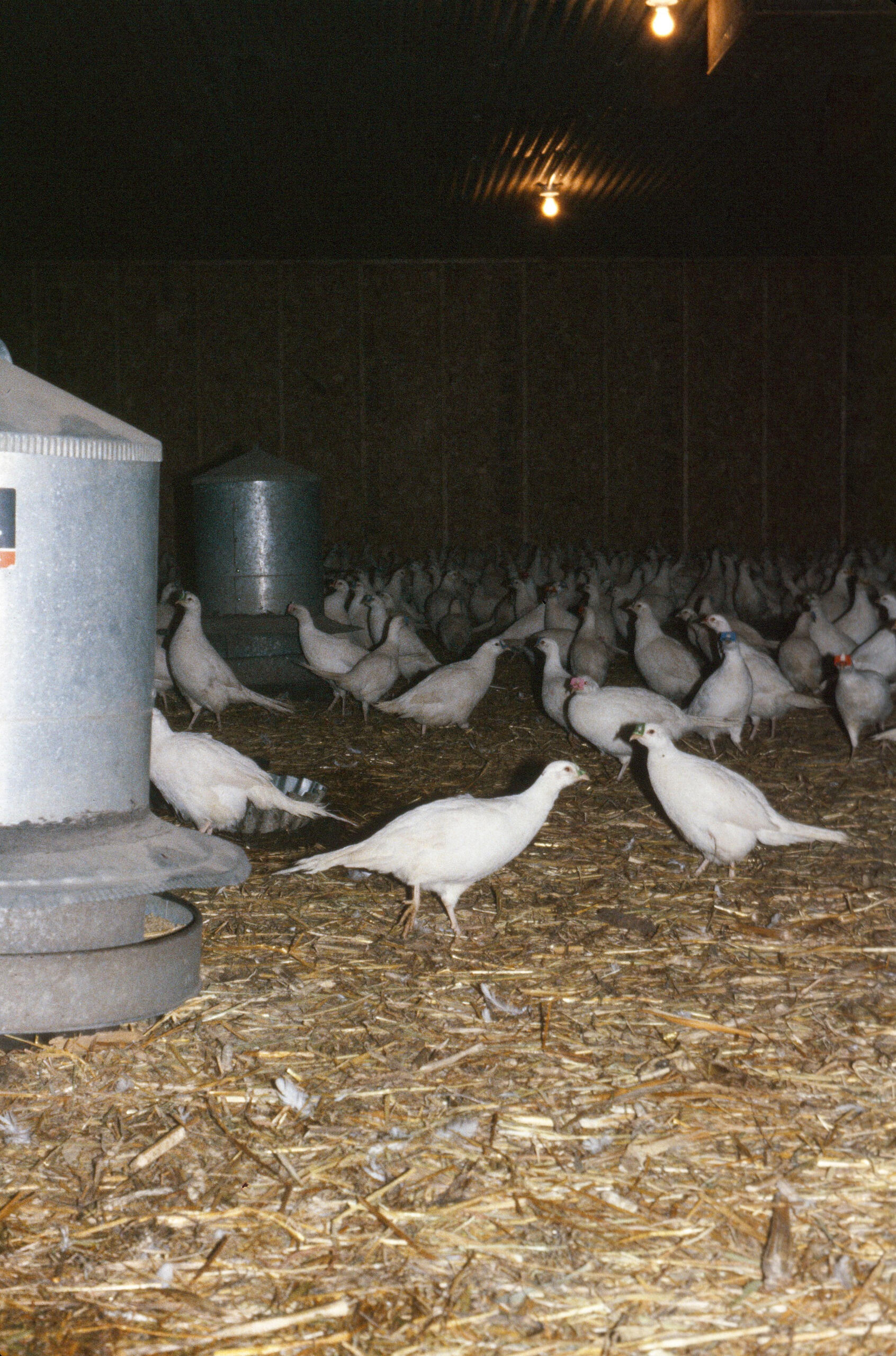 00157_s_14altnq5520157_g