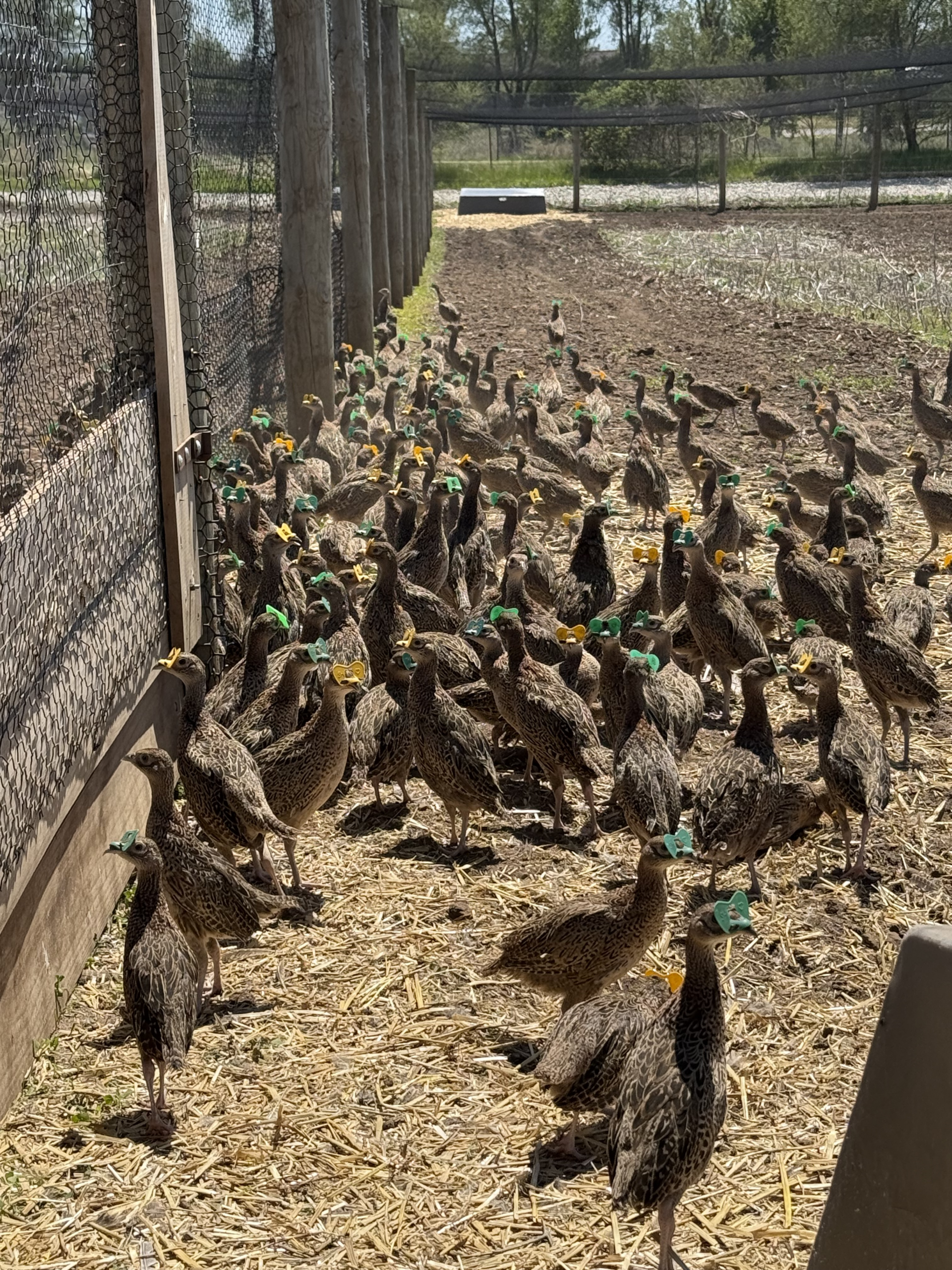 started pheasants in pen