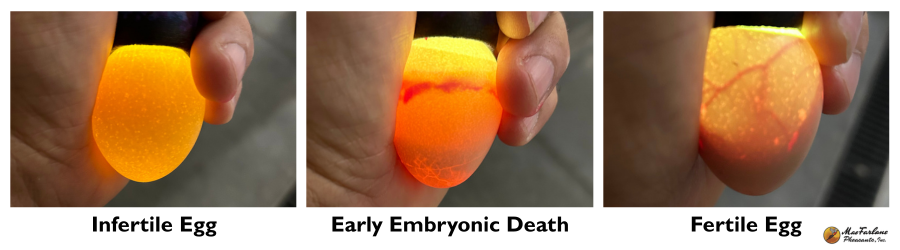 examples of infertile, embryonic death, and fertile pheasant eggs when candling